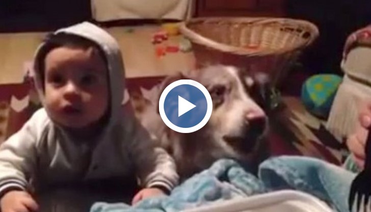 Детето мълчи, а седящото до него куче...