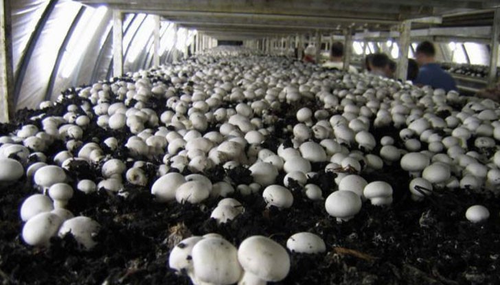 Холандските власти обискирали домовете на българите, за да се проверят предоставените им условия Холандските власти обискирали домовете на българите, за да се проверят предоставените им условия