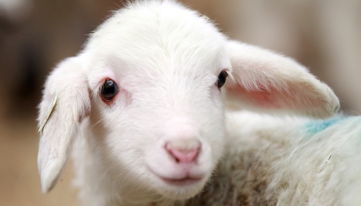 "Приключението" на двумесечното агне продължило цели 9 дни "Приключението" на двумесечното агне продължило цели 9 дни