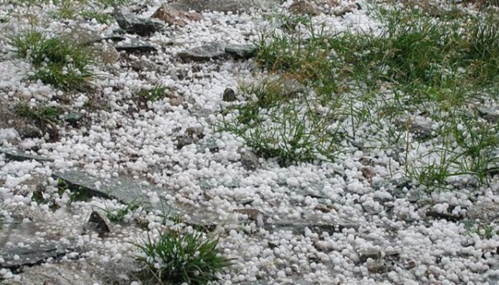 В Бръшлен рапицата е унищожена на 90%