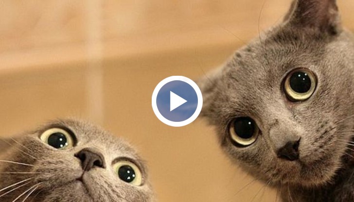 Как действа върху хората гледането на клипове с котки?