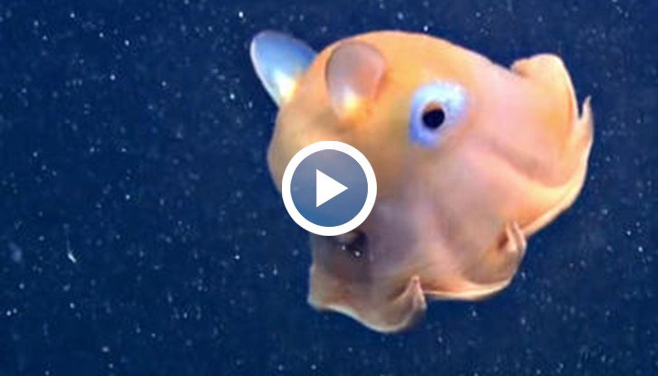 Нови видове октоподи се откриват всяка година, но не всички може да се опишат