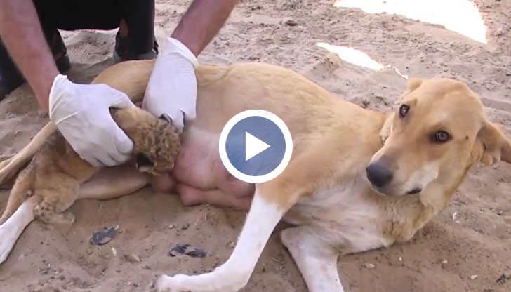 Майката на осем кученца позволила на лъвчето да суче от нея