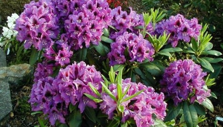 Растения, които трябва да премахнете, защото са токсични Растения, които трябва да премахнете, защото са токсични