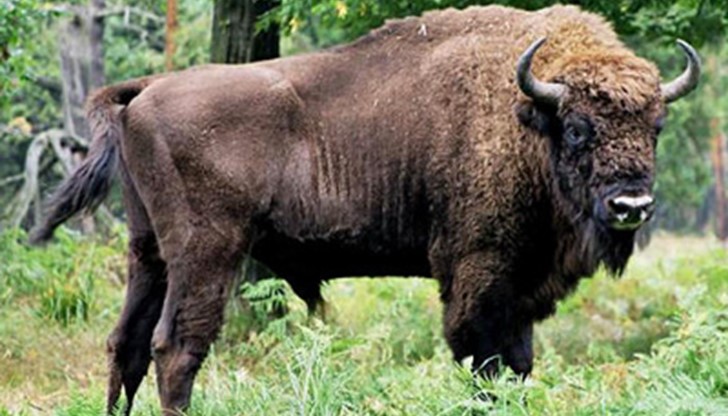 Наши и чужди учени успяха да видят и тяхното малко, родено за първи път в нашите гори от средновековието насам