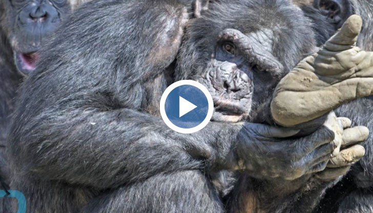 Шимпанзета, които са пристрастени към алкохола крадат палмово вино от жители на Гвинея