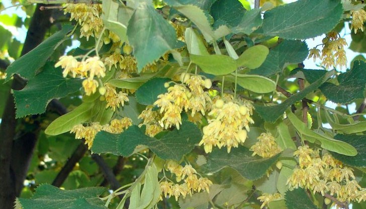 Употребяемите части са листата и цветчетата на дървото, а от тях стават чудесни чайове и запарки Употребяемите части са листата и цветчетата на дървото, а от тях стават чудесни чайове и запарки