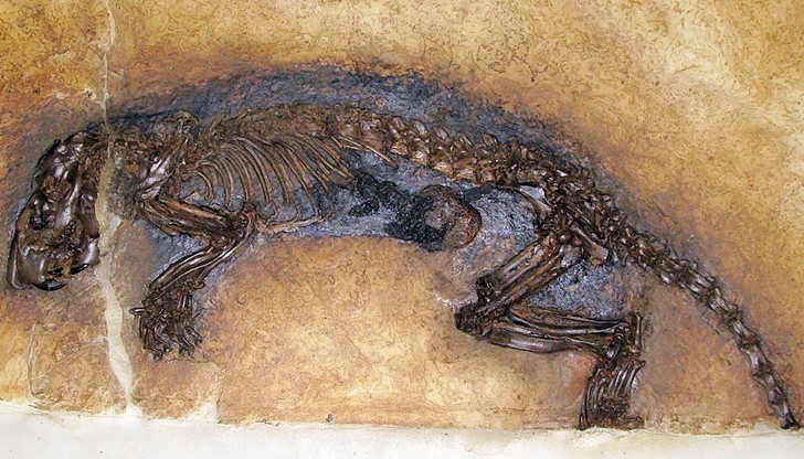Те били открити случайно от екип палеонтолози, докато експериментирали с „отпадъчни“ фосили / снимката е илюстративна