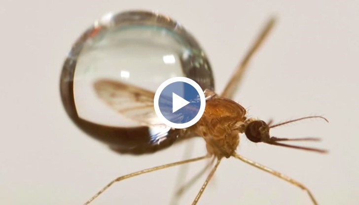 Zащо дъждът не засяга комарите и как успяват да го преживеят?