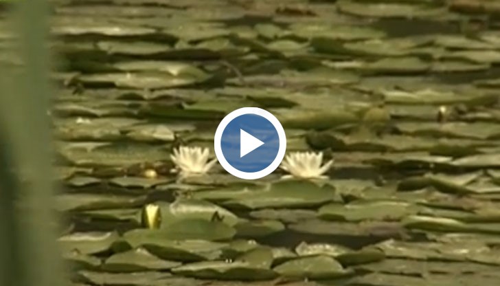 Силистренско село привлича туристи от страната и чужбина с водни лилии