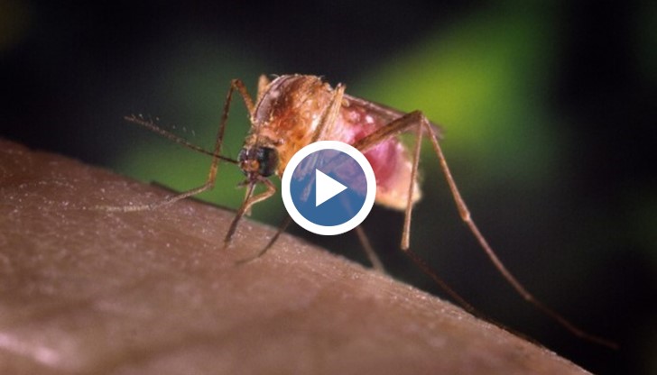 Първи случай на заразен в България с нилска треска