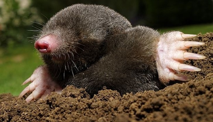 Не използвайте силни препарати или опасни капани. Не използвайте силни препарати или опасни капани.