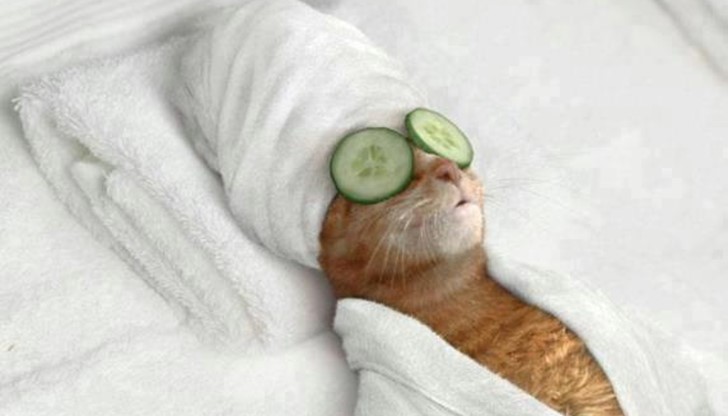 Нашите домашни любимци обикновено са доста по-умни, отколкото предполагаме