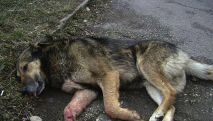 37-годишният мъж убил домашния си любимец, защото правил пакости / снимката е илюстративна 37-годишният мъж убил домашния си любимец, защото правил пакости / снимката е илюстративна