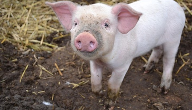 Полицията залови 9-годишно момченце за убийството на две прасенца, Полицията залови 9-годишно момченце за убийството на две прасенца,