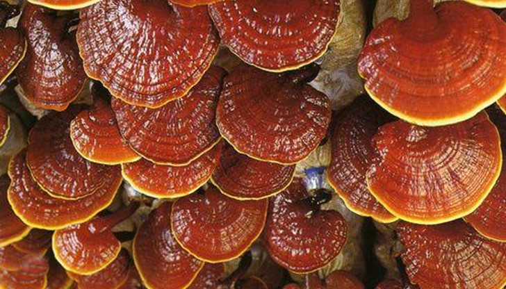 Лечебната гъба Рейшите (Ganoderma Lucidum), която се използва в източната медицина, помогнат в борбата със затлъстяването Лечебната гъба Рейшите (Ganoderma Lucidum), която се използва в източната медицина, помогнат в борбата със затлъстяването
