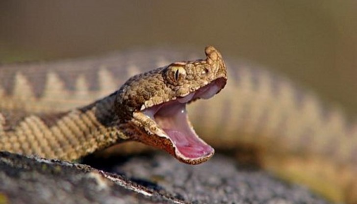 Пострадалата е приета в отделението по хирургия на благоевградската болница