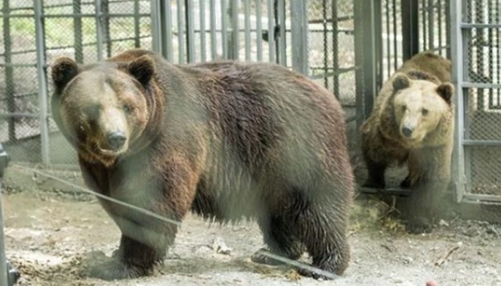 От фондация "Четири лапи" поемат грижата за животните