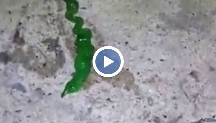 На кадрите дългото яркозелено влечуго с голям розов език пълзи по земята