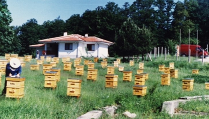 Според специалистите редица фактори допринасят за намаляването на пчелната популация