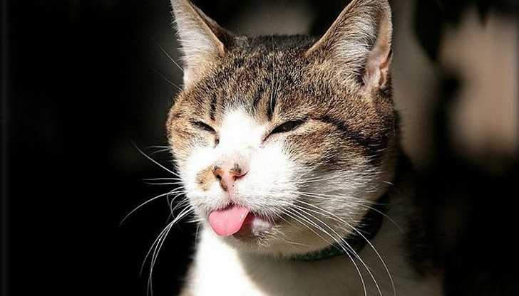 Учени откриха връзка между котките и шизофренията Учени откриха връзка между котките и шизофренията