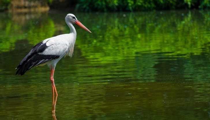 Белият щъркел (Ciconia ciconia) е голяма птица, с дълга бяла шия и дълъг яркочервен клюн