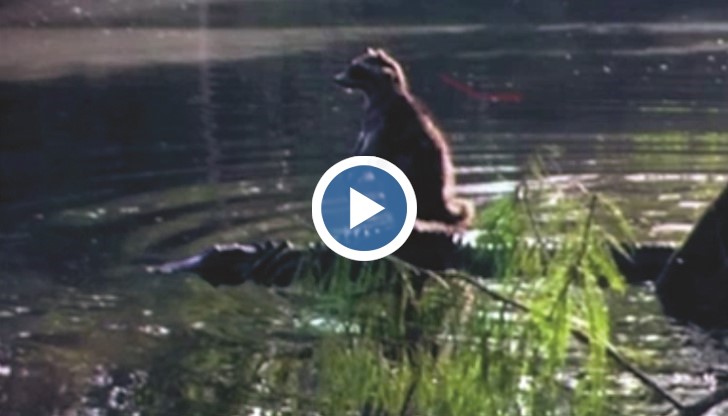 Снимка на миещата мечка стана хит в интернет