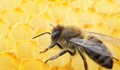 Пчела уби пенсионер, в България няма антидот