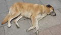 Русе е първенец по брой осиновени кучета