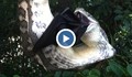 Гигантска змия погълна огромен прилеп