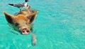 Феномен! Прасета плуват край Бахамите?