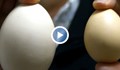 Щастлива кокошка снесе 200 грамово яйце