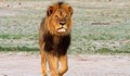 Тъп янки уби най-известния лъв в Зимбабве