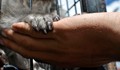 Учени: ръцете ни са по-примитивни от тези на шимпанзетата