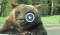 Семейство преживя близка среща мечка гризли
