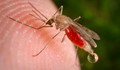 5 неща, които правят кръвта ви по-вкусна за комарите