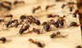 Най-лесния начин за елиминиране на мравките от домът ни
