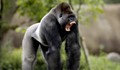 Как горилите ни заразиха със срамни въшки