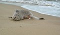 11 мъртви делфина по Варненското крайбрежие