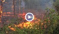 Пожар изпепели 3500 декара широколистни гори