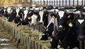 Фермери разхлаждат кравите с климатици