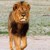 Тъп янки уби най-известния лъв в Зимбабве