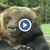 Семейство преживя близка среща мечка гризли