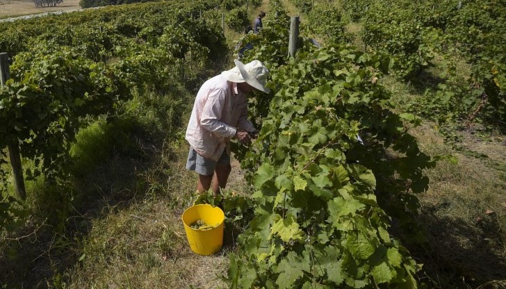 Българи берат за 3 евро на час грозде за вино от 200 евро