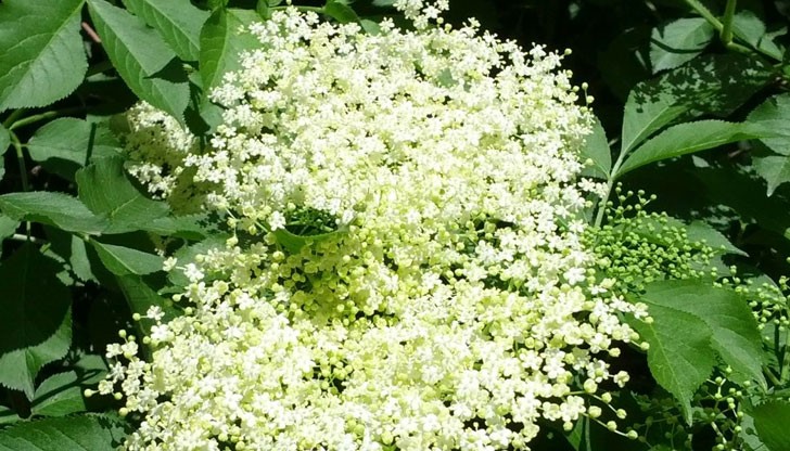 11% от смъртоносните случаи в Европа са от отравяне с гъби