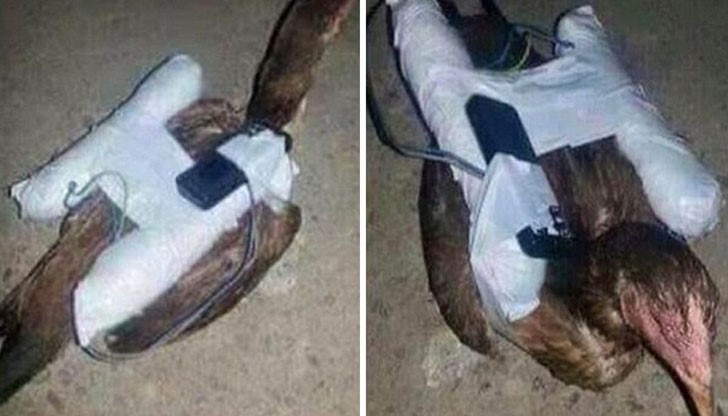 Британските медии публикуваха снимки на пилета с вързани за тях експлозиви