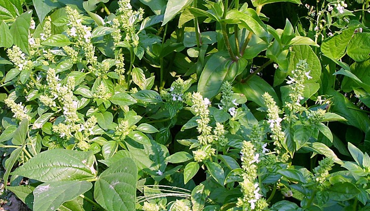 В изследването  участват диабетно болни и здрави доброволци