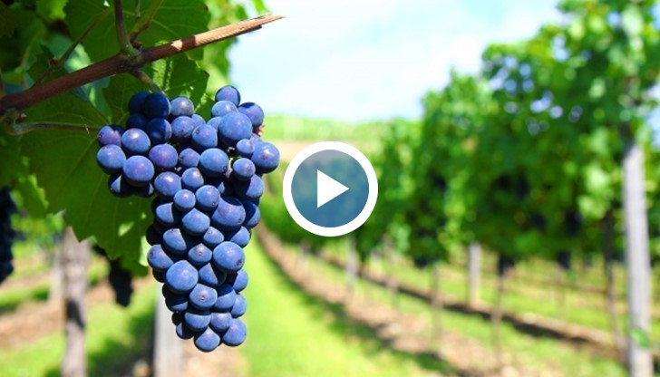 Освен за хубаво време обаче, те се молят и за по-високи изкупни цени наесен