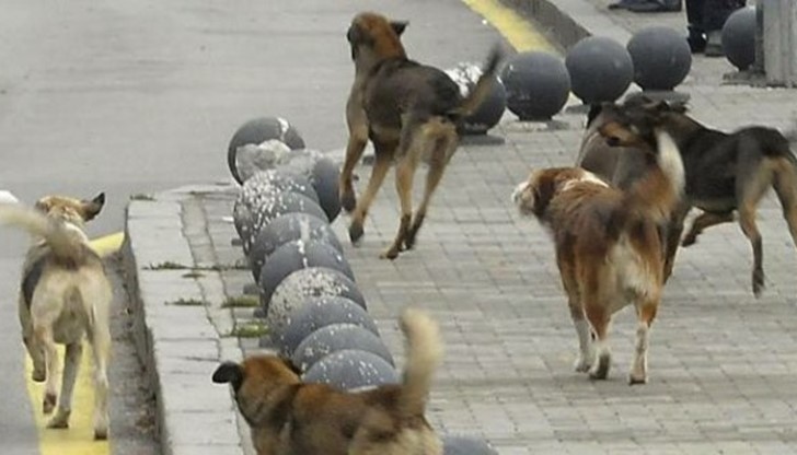 На ухапаните се провежда по схема профилактично ваксинация с противобясна ваксина в зависимост от вида на обхвата на ухапването На ухапаните се провежда по схема профилактично ваксинация с противобясна ваксина в зависимост от вида на обхвата на ухапването