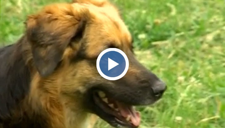 Нови правила за разходка на кучета в Русе